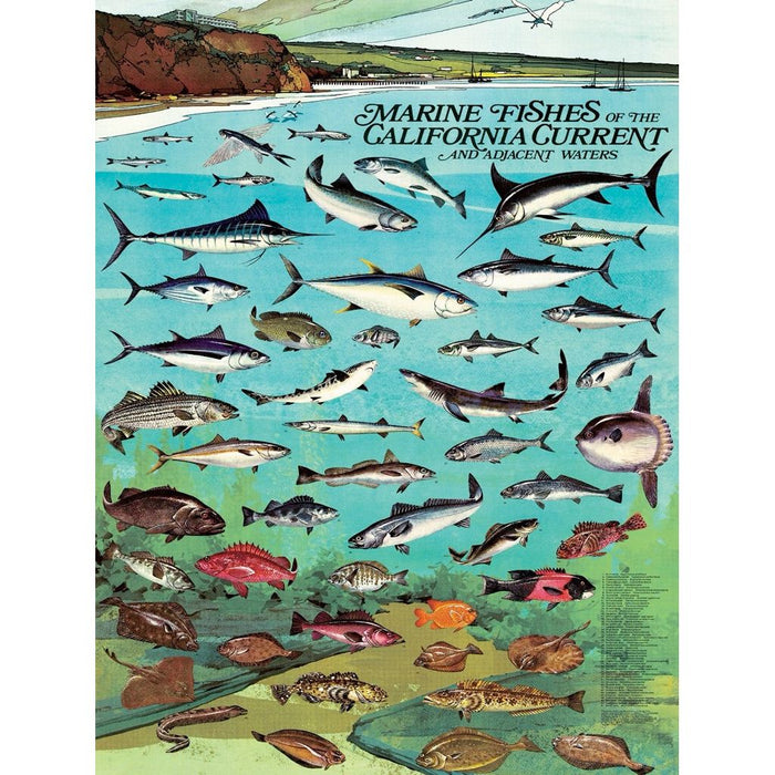 Fishes of the California Current - Premium Puzzle - Just $25! Shop now at Retro Gaming of Denver
