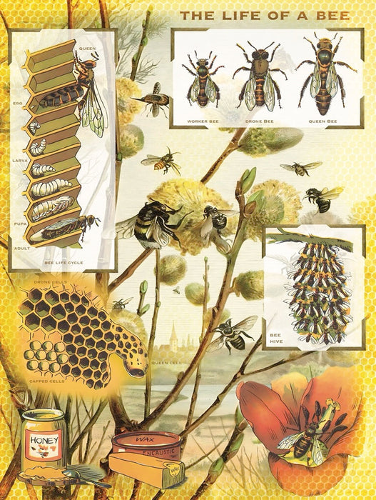 Bees & Honey - for just $25! 