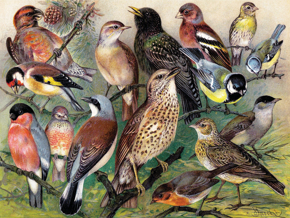 Songbirds - for just $25! 