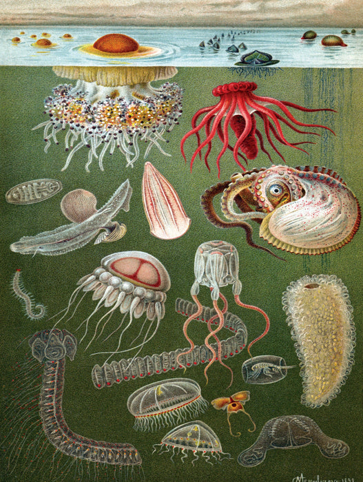 Under the Sea - for just $25! 