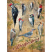 Notable Woodpeckers 500 Piece Jigsaw Puzzle Cobble Hill - for just $17.99! 