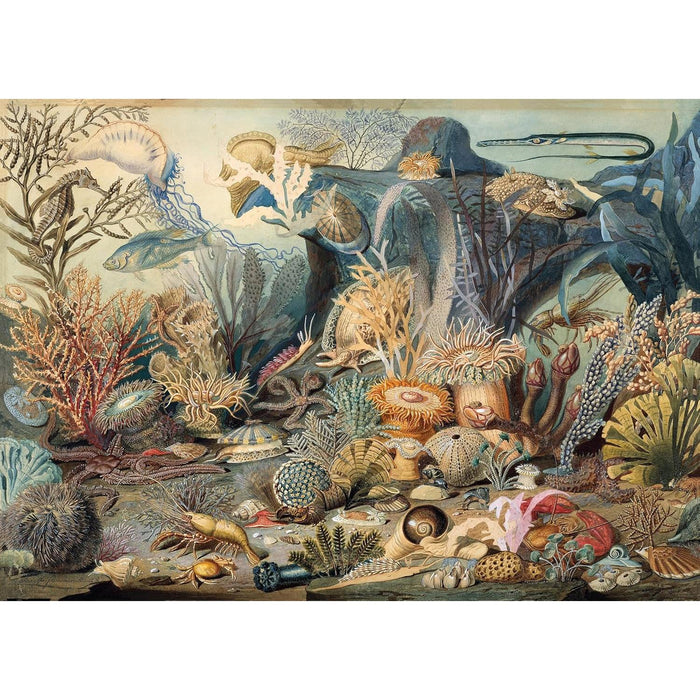 Ocean Life 1000 Piece Jigsaw Puzzle Peter Pauper - for just $19.99! 