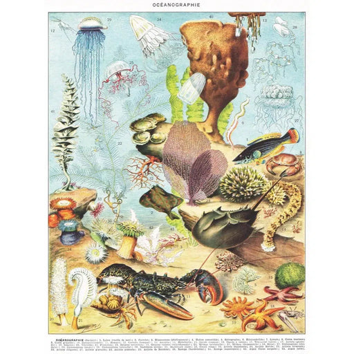 Oceanography 1000 Piece Jigsaw Puzzle NYPC - for just $24.99! 