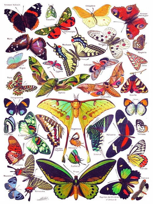 Butterflies ~ Papillons - Just $25! Shop now at Retro Gaming of Denver