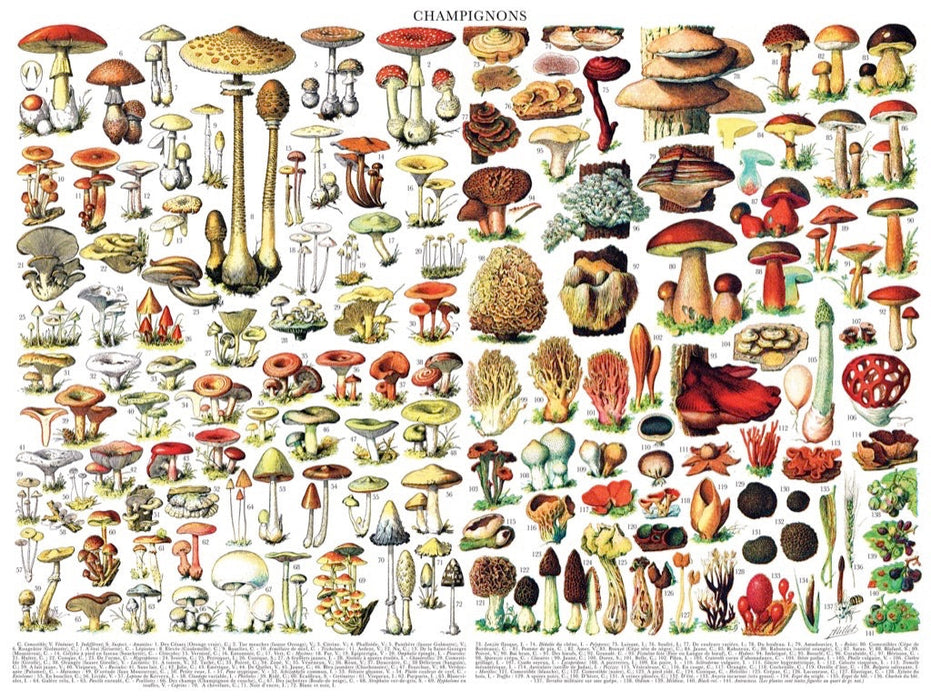 Mushrooms ~ Champignons - Just $25! Shop now at Retro Gaming of Denver