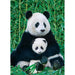 Panda & Baby 1000 Piece Jigsaw Puzzle Eurographics - for just $19.99! 