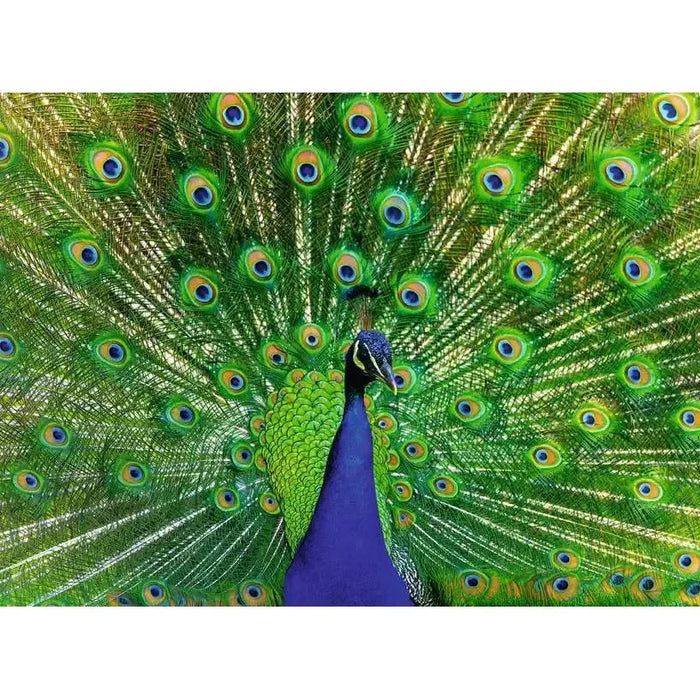 Peacock 500 Piece Jigsaw Puzzle Ravensburger - for just $19.99! 