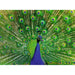 Peacock 500 Piece Jigsaw Puzzle Ravensburger - for just $19.99! 