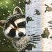 Peekaboo Raccoon 234 Piece "World's Smallest" Jigsaw Puzzle TDC - for just $9.99! 