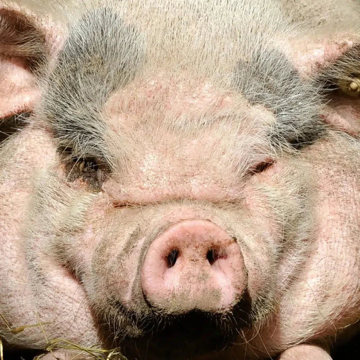 Pig 49 Piece Pocket Jigsaw Puzzle Curiosi - for just $6.99! 