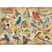 Popular Backyard Wild Birds of North America 1000 Piece Jigsaw Puzzle Cobble Hill - for just $19.99! 