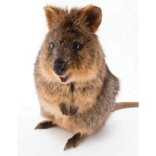 Quokka 100 Piece Mini Jigsaw Puzzle NYPC - for just $11.99! 