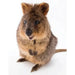 Quokka 100 Piece Mini Jigsaw Puzzle NYPC - for just $11.99! 