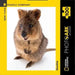 Quokka 100 Piece Mini Jigsaw Puzzle NYPC - for just $11.99! 