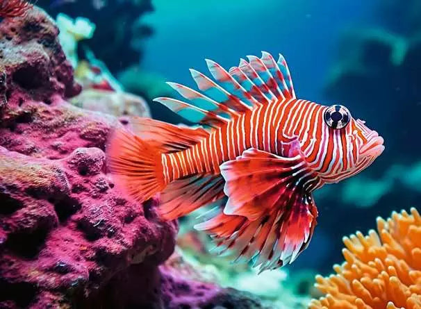 Ravensburger: Puzzle - Puzzle Highlights - Colorful Animals - Red Lionfish - for just $17.99! 