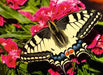 Ravensburger: Puzzle - Puzzle Highlights - Colorful Animals - Butterfly - for just $17.99! 