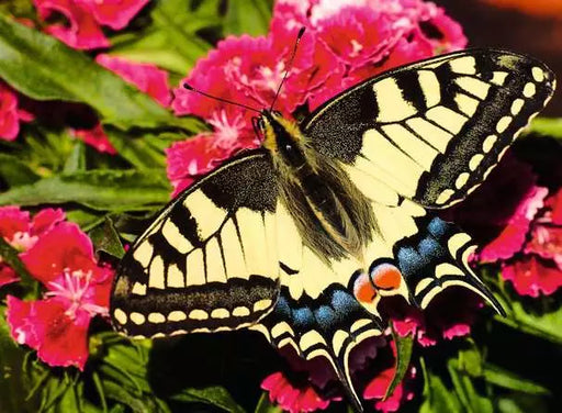 Ravensburger: Puzzle - Puzzle Highlights - Colorful Animals - Butterfly - for just $17.99! 
