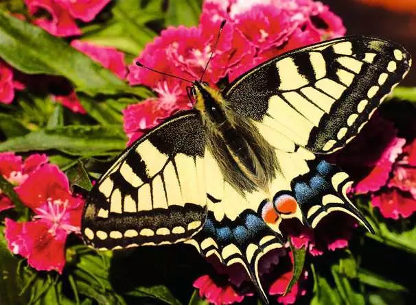 Ravensburger: Puzzle - Puzzle Highlights - Colorful Animals - Butterfly - for just $17.99! 