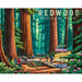 Redwood National Park 500 Piece Jigsaw Puzzle Boardwalk - for just $21.99! 