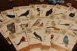 Wingspan - for just $60! 