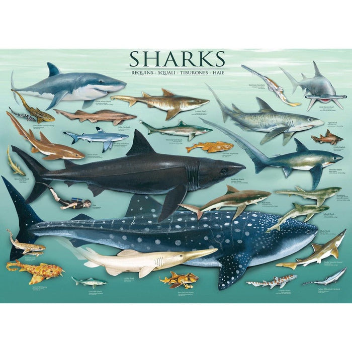 Sharks 1000 Piece Jigsaw Puzzle Eurographics - for just $21.99! 