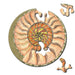 Snail 33 Piece Mini Matchbox Jigsaw Puzzle Curiosi - for just $5.99! 
