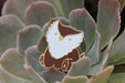 Baby Bestiary: Owlbear Enamel Pin - Sitting - for just $12! 