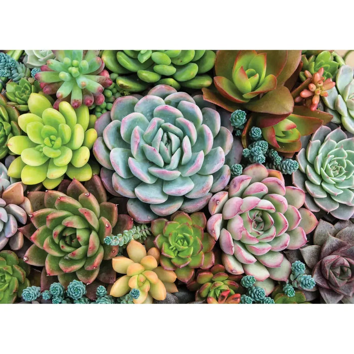 Succulent Garden 1000 Piece Jigsaw Puzzle Peter Pauper - for just $19.99! 
