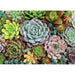 Succulent Garden 1000 Piece Jigsaw Puzzle Peter Pauper - for just $19.99! 