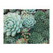 Succulent Garden Double-Sided 500 Piece Jigsaw Puzzle Galison - for just $17.99! 