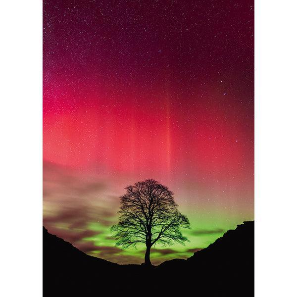 Sycamore Gap Power of Nature 1000 Piece Jigsaw Puzzle Heye - for just $29.99! 