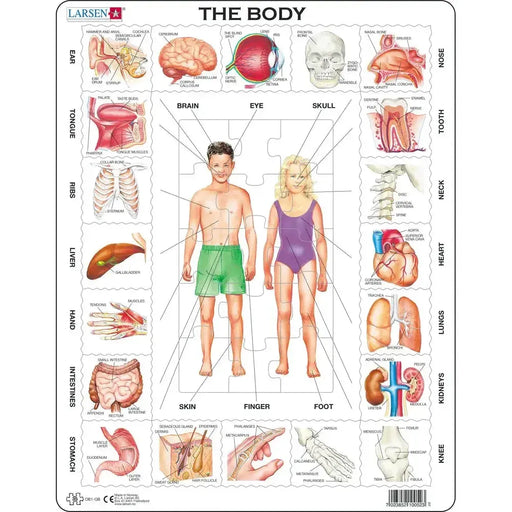 The Body 35 Piece Tray Jigsaw Puzzle Larsen - for just $11.99! 