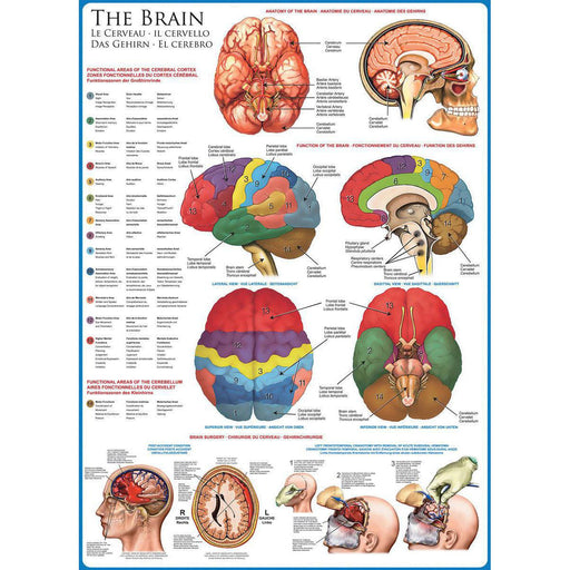 The Brain 1000 Piece Jigsaw Puzzle Eurographics - for just $19.99! 