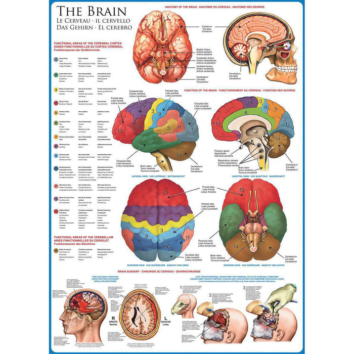 The Brain 1000 Piece Jigsaw Puzzle Eurographics - for just $19.99! 