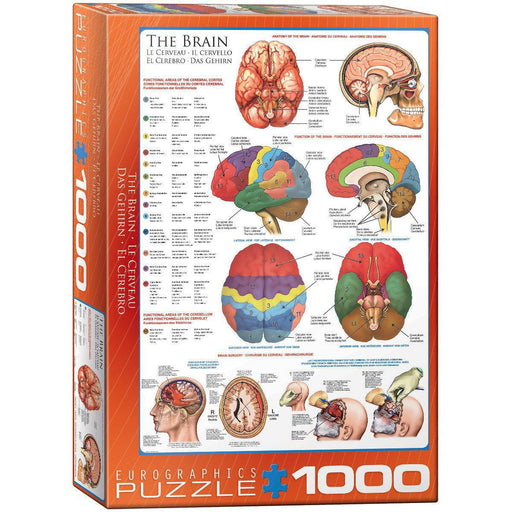 The Brain 1000 Piece Jigsaw Puzzle Eurographics - for just $19.99! 