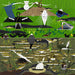 The Everglades by Charley Harper 1000 Piece Jigsaw Puzzle Pomegranate - for just $24.99! 