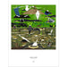 The Everglades by Charley Harper 1000 Piece Jigsaw Puzzle Pomegranate - for just $24.99! 