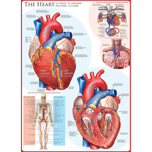The Heart 1000 Piece Jigsaw Puzzle Eurographics - for just $19.99! 