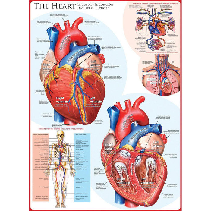 The Heart 1000 Piece Jigsaw Puzzle Eurographics - for just $19.99! 