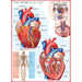 The Heart 1000 Piece Jigsaw Puzzle Eurographics - for just $19.99! 