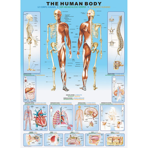The Human Body 1000 Piece Jigsaw Puzzle Eurographics - for just $19.99! 