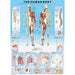 The Human Body 1000 Piece Jigsaw Puzzle Eurographics - for just $19.99! 