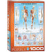 The Human Body 1000 Piece Jigsaw Puzzle Eurographics - for just $19.99! 
