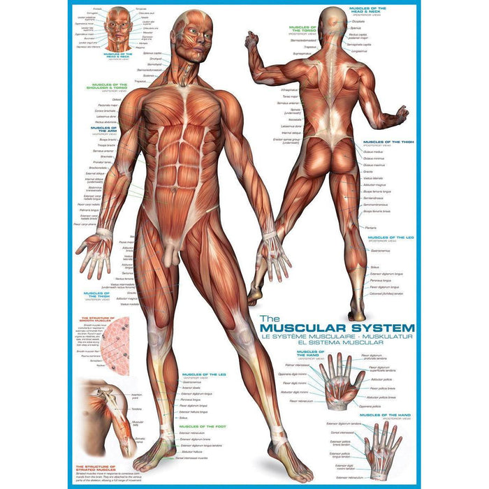 The Muscular System 1000 Piece Jigsaw Puzzle Eurographics - for just $19.99! 