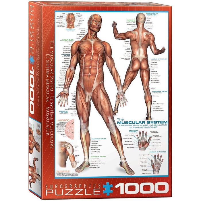 The Muscular System 1000 Piece Jigsaw Puzzle Eurographics - for just $19.99! 