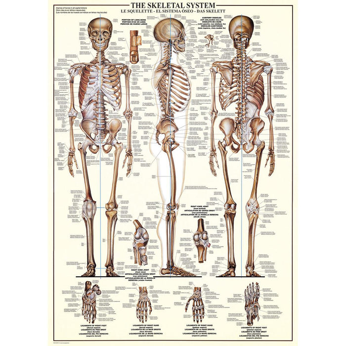 The Skeletal System 1000 Piece Jigsaw Puzzle Eurographics - for just $21.99! 
