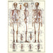 The Skeletal System 1000 Piece Jigsaw Puzzle Eurographics - for just $21.99! 