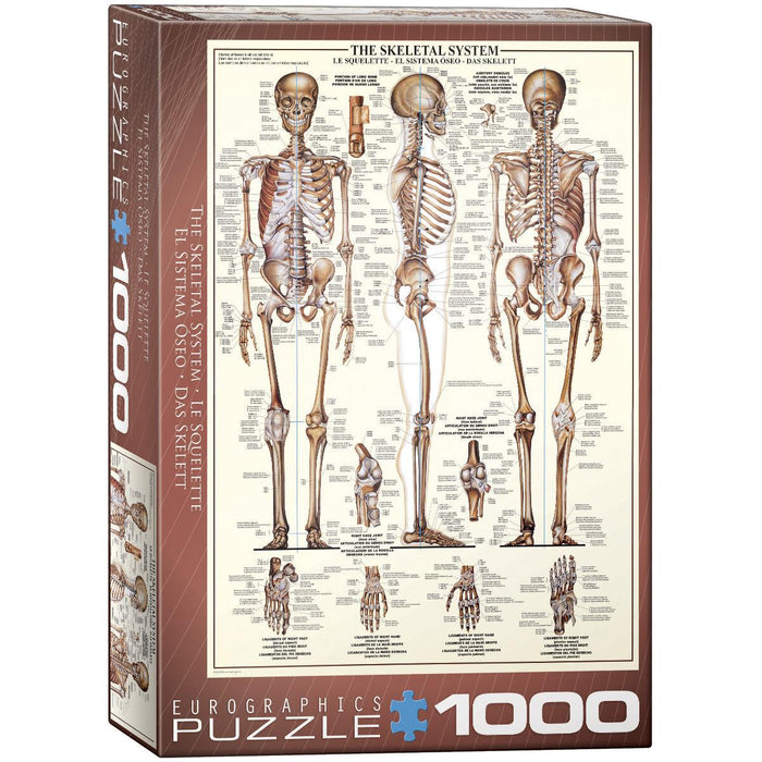 The Skeletal System 1000 Piece Jigsaw Puzzle Eurographics - for just $21.99! 