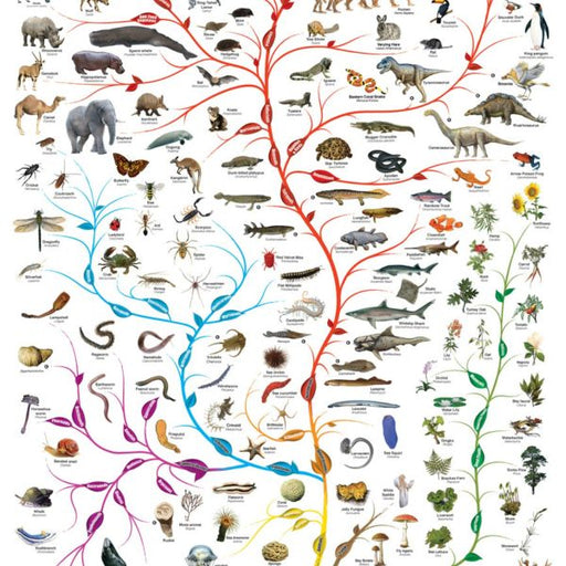 The Tree of Life 1000 Piece Jigsaw Puzzle Eurographics - for just $19.99! 