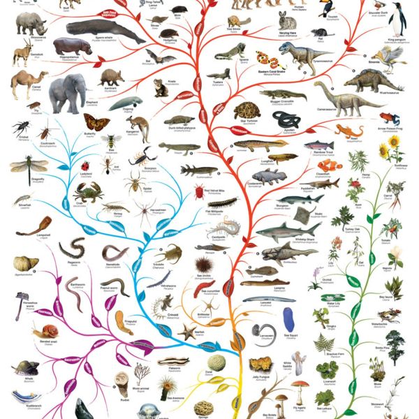 The Tree of Life 1000 Piece Jigsaw Puzzle Eurographics - for just $19.99! 